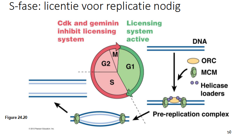 <p>G1</p><p>in de S-fase zullen ORC en de helicase laders dissociëren, MCMblijft want moet DNA strengen uiteen halen tijdens replicatie</p>