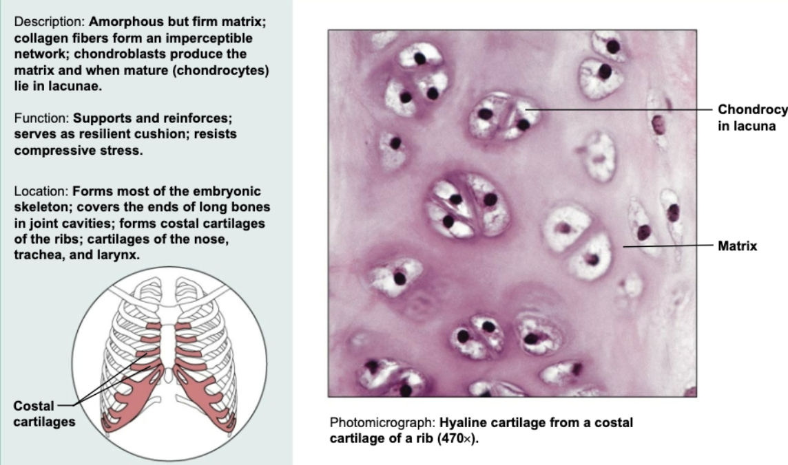 <p>Amorphous but firm matrix; collagen fibers form an imperceptible network. Supports and reinforces, serves as resilient cushion, and resists compressive stress. Located at end of long bones in joint cavities</p>