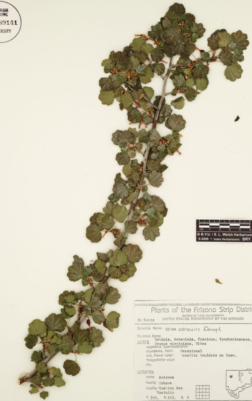 <p>Fan leaf, 3 major serrations, Tube flowers, </p>