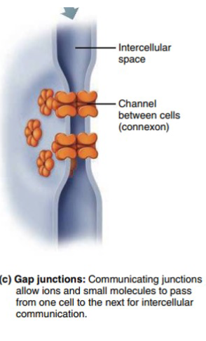 <p>Gap junctions are specialized intercellular connections that allow direct communication between adjacent cells by permitting the passage of ions and small molecules from one cell to the next.</p>