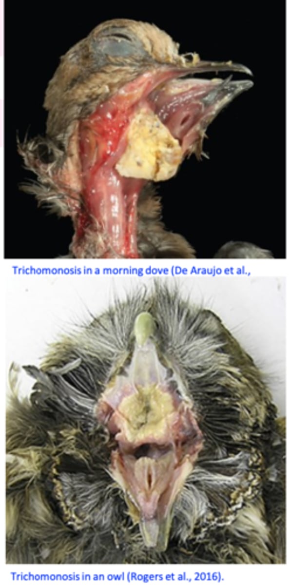 <p>Trichomonas gallinae is a flagellate protozoan that occurs primarily in the upper digestive tract of columbiforms (pigeons, doves etc) but it can infect a wide range of species of birds;</p><p>Four anterior flagella and no free posterior flagellum;</p><p>Undulating membrane does not reach the posterior end of the body;</p>
