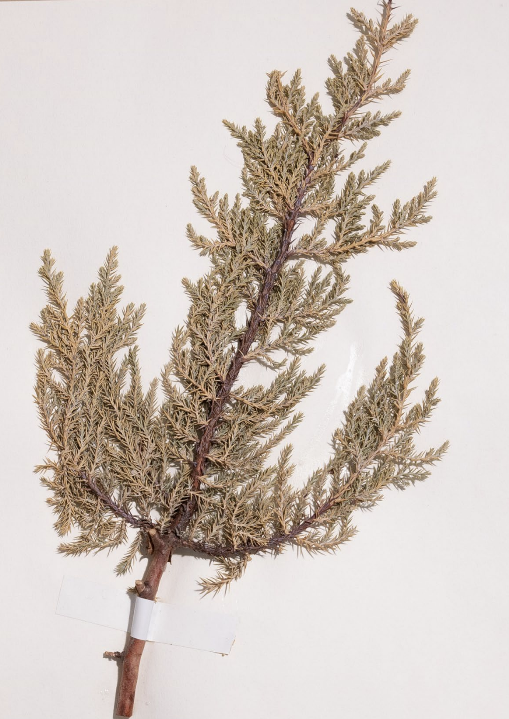 <p>What is this plant’s scientific name?</p>