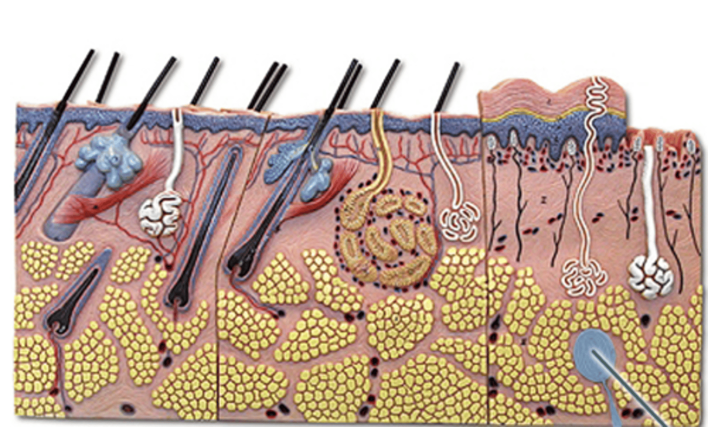 knowt flashcard image