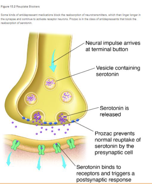 <p>use <strong>tricylics</strong>, which increase the effect of serotonin and norepinephrine<br>EX: SSRIs (selective, serotonin, reuptake, inhibitors) - prozac, lexapro, paxil, zoloft block serotonin reuptake</p>