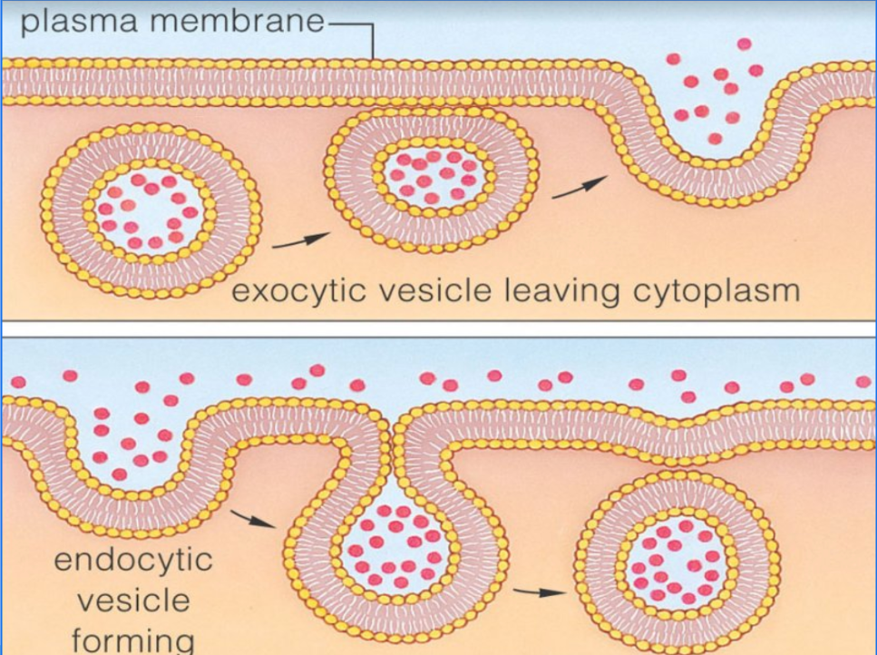 <p>The membrane of a vesicle/vacuole will fuse with the cell membrane and release its contents outside of the cell.</p><p></p>