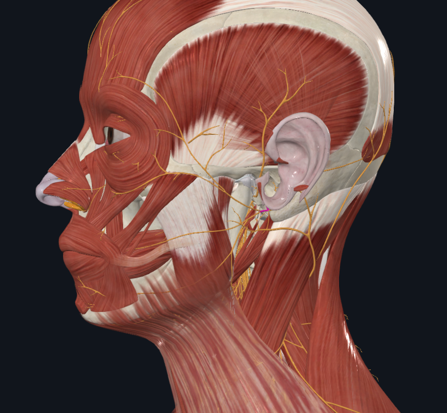 <p>What nerve is highlighted</p>