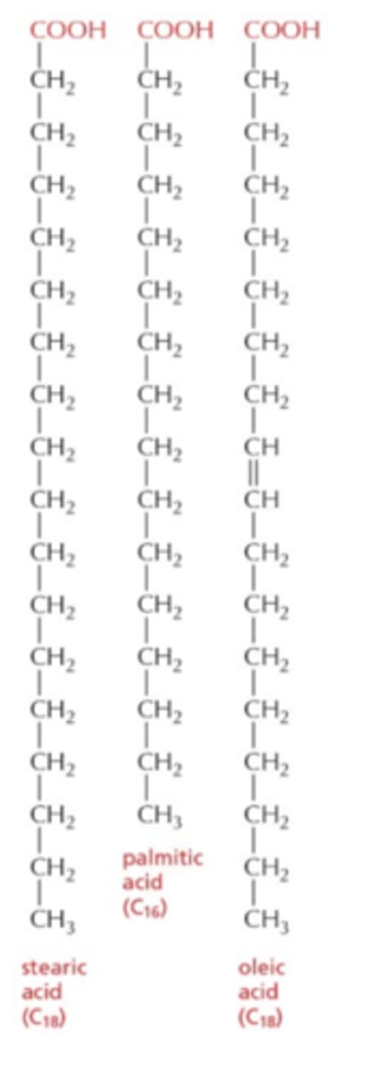 <p>- carboxyl group at one end</p><p>- hydrocarbon chain of variable length</p><p>- can be saturated (no double bonds) or unsaturated (one or more double bonds, causing kinks)</p>
