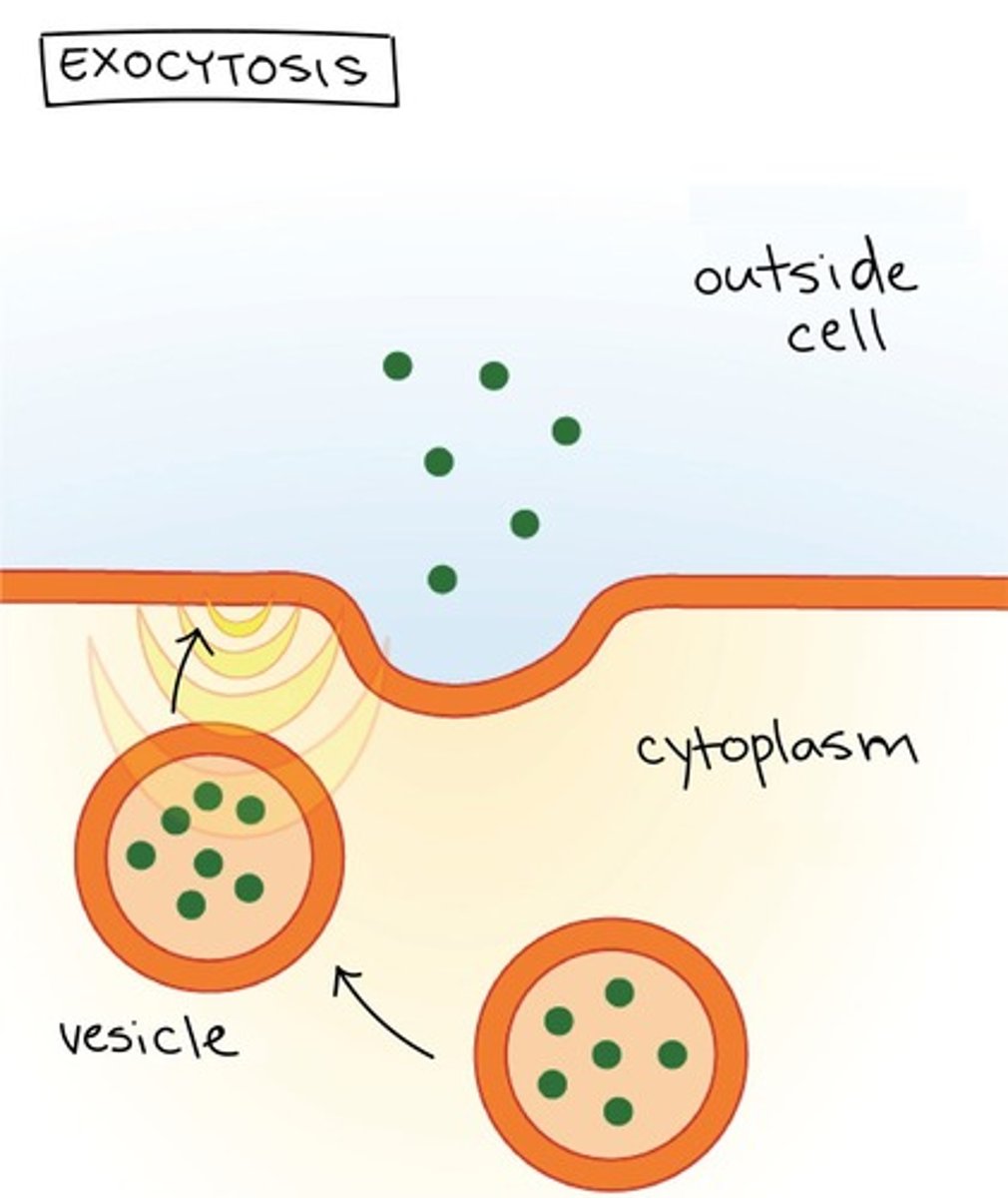 <p>Bulk transport of materials into the cell.</p>