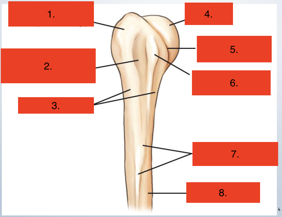 <p>Proximal Humerus</p>