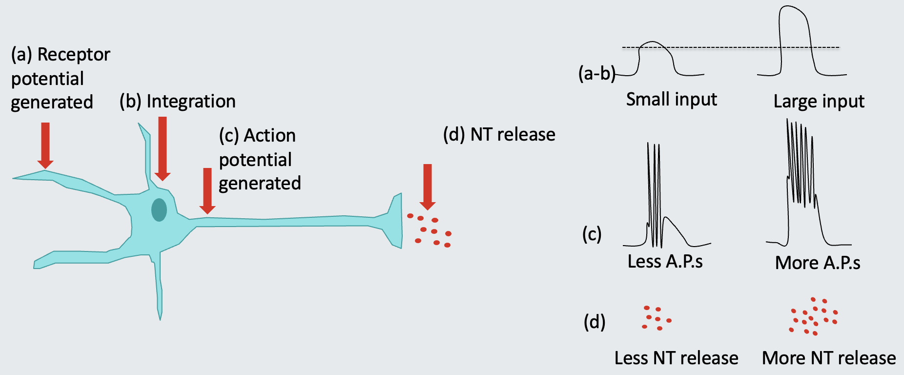 <ul><li><p><strong>Inside cells</strong> = frequency of action potentials (digital)</p></li><li><p style="text-align: left"><strong>Between cells</strong> = amount of neurotransmitter (NT) release</p></li></ul><p></p>