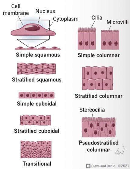 <p>Epithelial cell layer can vary in:</p><ul><li><p>The number of epithelial cells layers</p></li><li><p>The shape of the epithelial cells</p></li><li><p>Some epithelial cell layers have surface specialisations</p></li></ul><p></p>