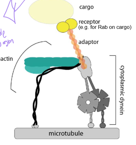 <p>Who is Dynactin?</p>