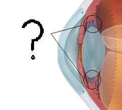 A circular muscle that relaxes or tightens to change the shape of the lens.
