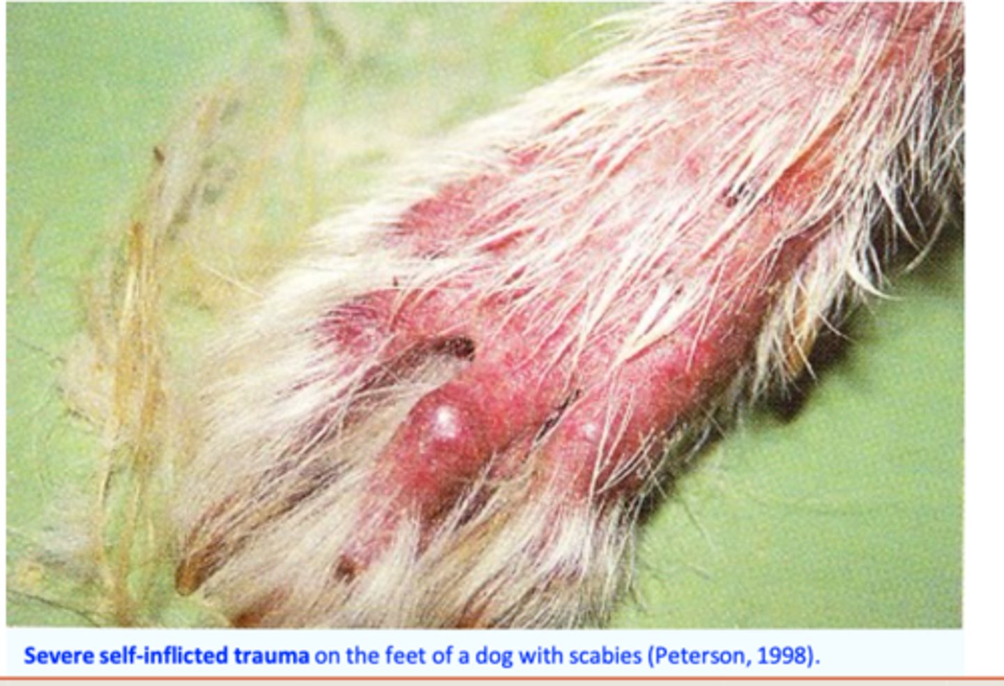 <p>Intense pruritus -&gt; intense and constant itching -&gt; extensive excoriations, self- trauma;</p><p>• Itching seems be more severe in warm environments;</p><p>• Some dogs (heavily infested?) may develop severe scaling and crusting;</p><p>• Bacterial complications, haemorrhage, thickening and wrinkling of the skin, weight loss and death might follow;</p><p>- Emaciation and death</p><p>Although they are uncommon, asymptomatic carriers exist.</p>