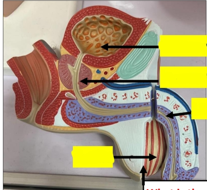 <p>identify from up to down </p><p>mention the function of the organ at the bottom</p>