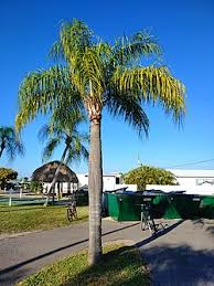 <p>Queen Palm</p>