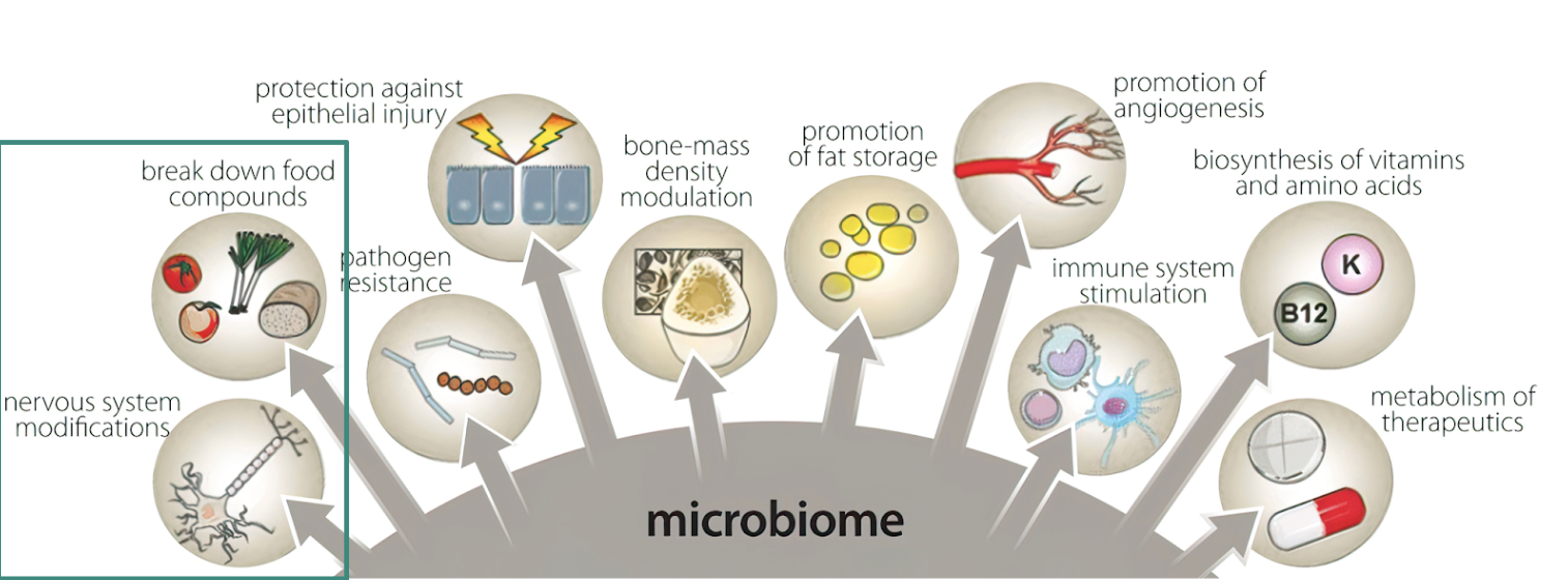 <ul><li><p>microbial products also directly impact other organ systems independently of their immunomodulatory functions</p></li></ul><p></p>