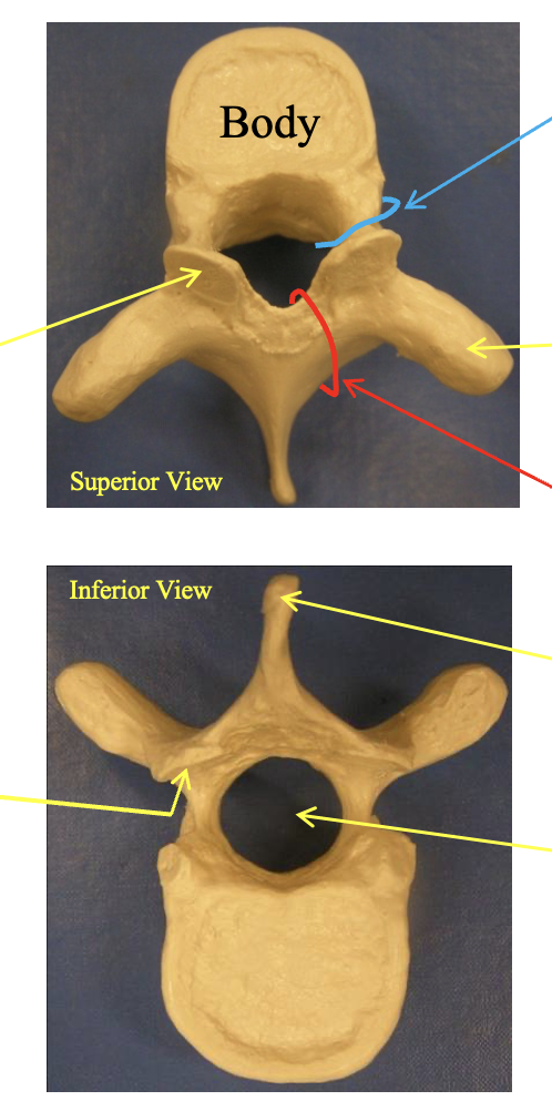 <p>Thoractic vertebrae? Describe the anatomical structure. how can you tell whats waht? whats special about the lateral view </p>