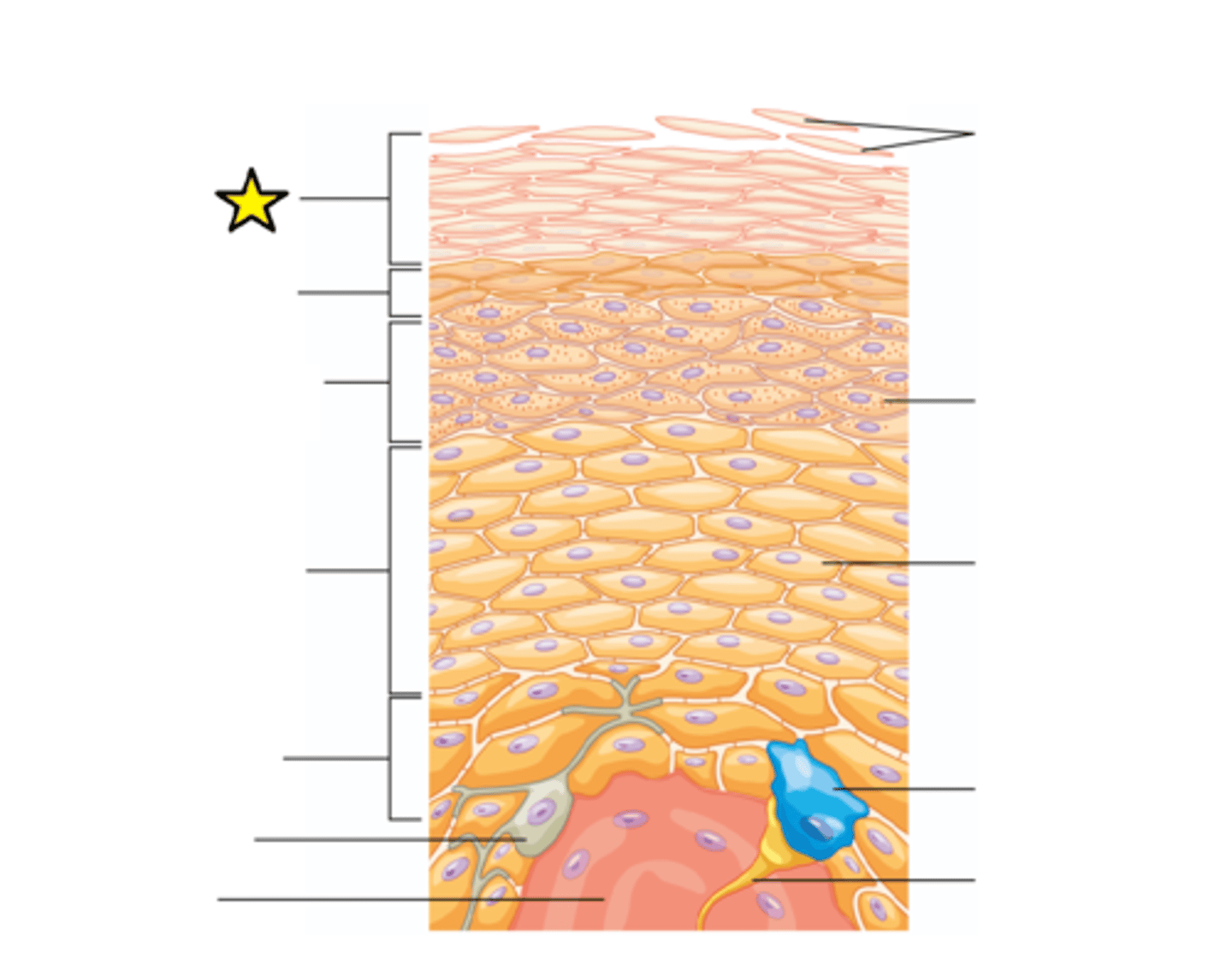 <p>The “horny layer”; outermost layer; Cells in surface layer remain about 2 weeks before being shed or washed away; 15–30 layers of dead keratinized cells held together by desmosomes; Water resistant, not waterproof since we lose water through insensible perspiration (unable to see or feel) and sensible perspiration (sweat).</p>