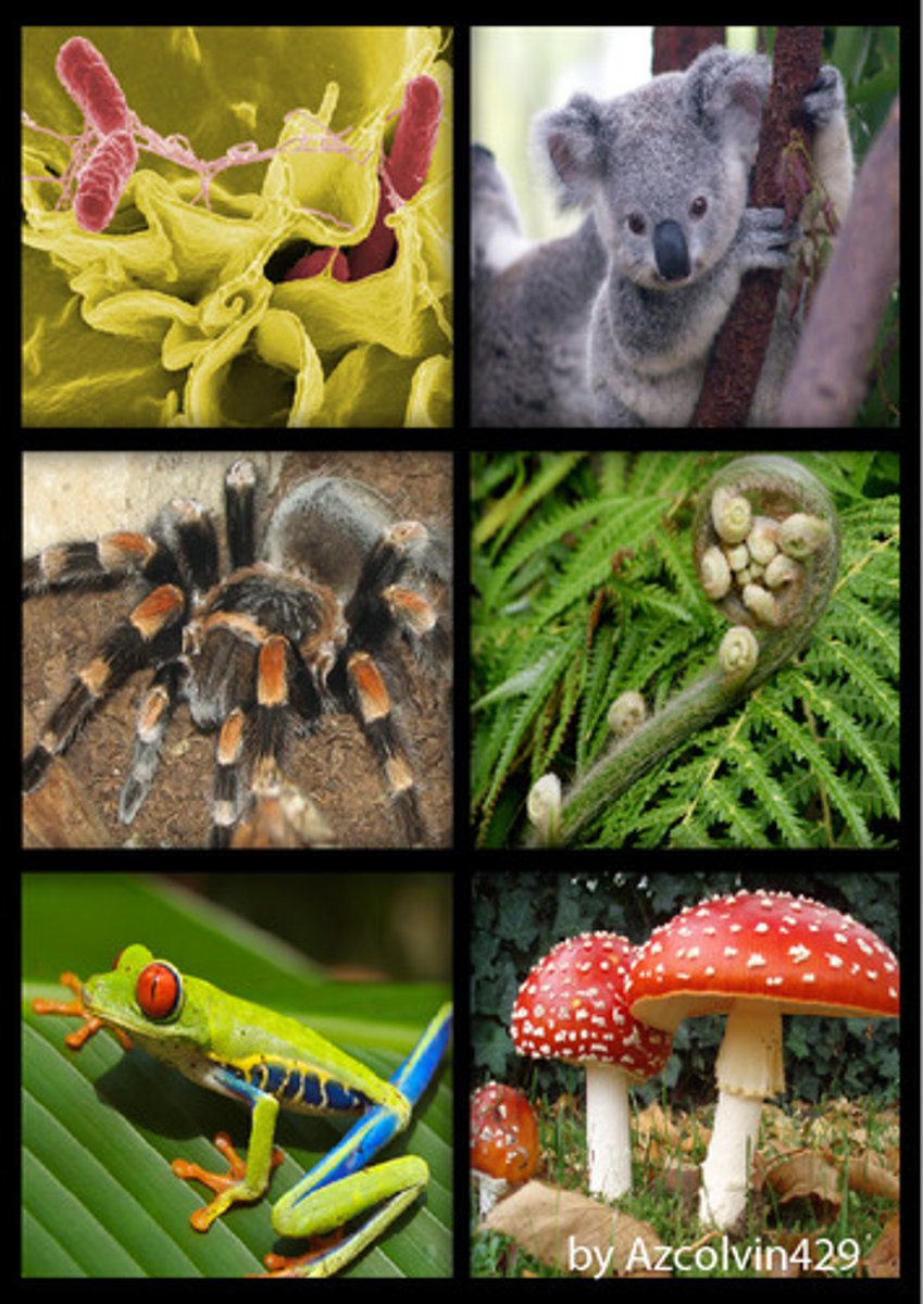 <p>An individual, living thing.</p>