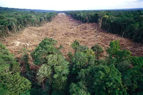 <p>Deforestation destroys the habitats of many animals</p>