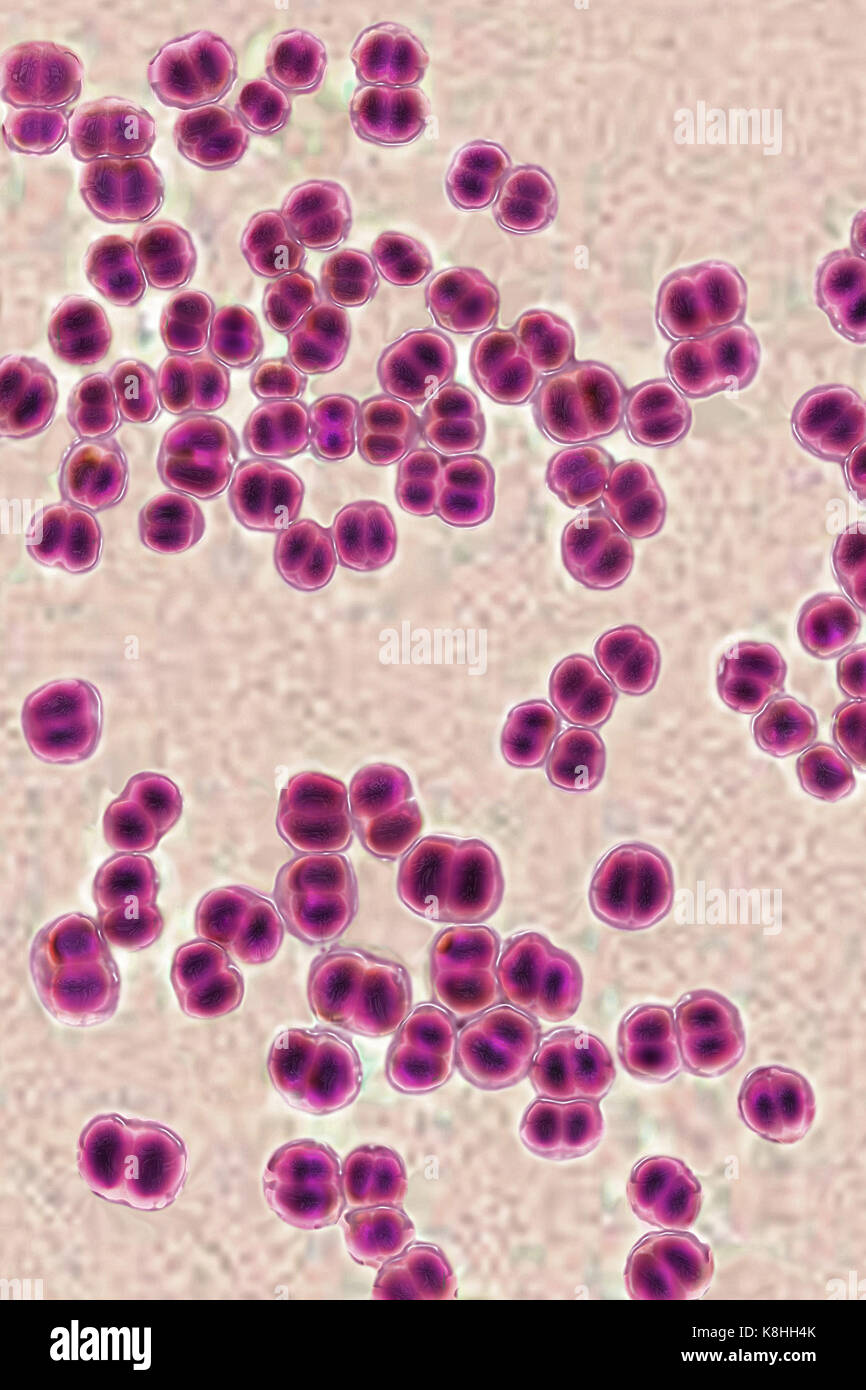 <p>ID this cell morphology arrangement</p>
