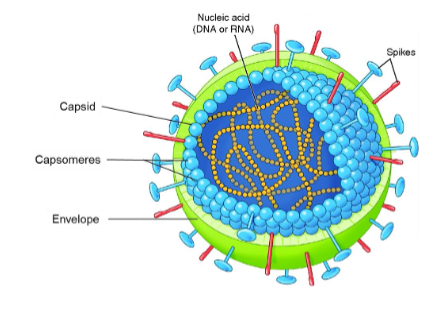<ul><li><p>It is not considered living cells.</p></li><li><p>Viruses inject their genetic material into host cells and use the host’s organelles to survive.</p></li><li><p>Antibiotics do not kill viruses.</p></li></ul><p></p>