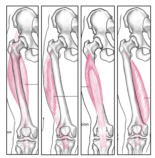 <p>knee extension</p><p>agonists:</p><ol start="2"><li><p></p></li></ol>