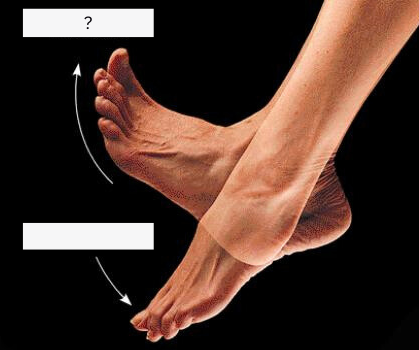 <p>Dorsiflexion</p>