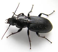 <p>Ground beetles</p>