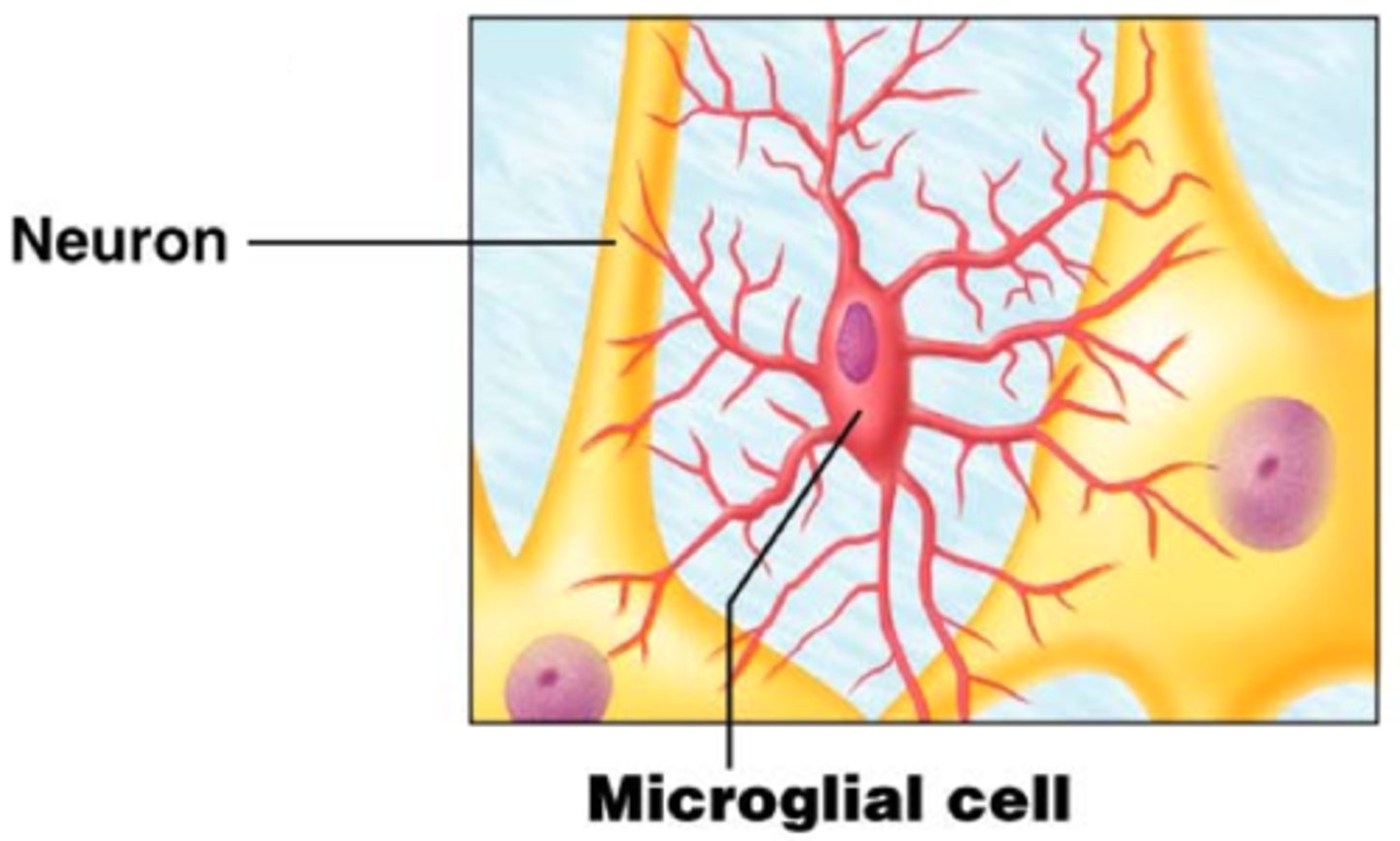 <p>Act as phagocytes, eating damaged cells and bacteria, act as the brain's immune system</p>