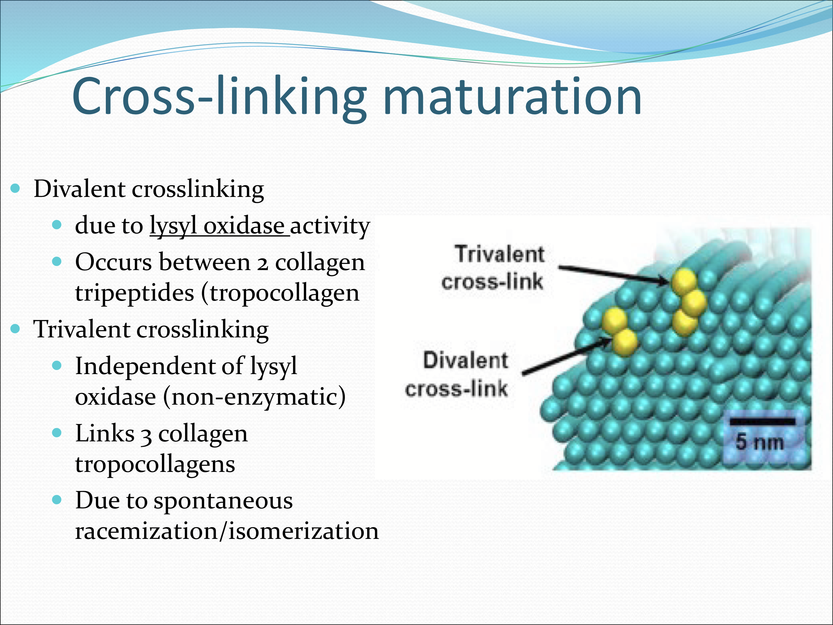 <p>Divalent corsslinking is <strong>due to lysyl oxidase altering lysines to form covalent bonds</strong>. It is between 2 collagen tripeptides.</p><p>Trivalent crosslinking is independent of lysyl oxidase. Links 3 collagen tropocollagnes from <strong>spontaeous racemization/isomerization of aspartic acid and glycine amino acid</strong></p>