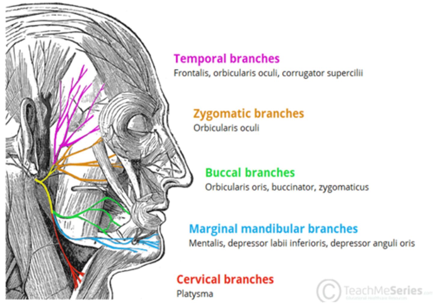 <p>Cranial nerve VII (Facial nerve)</p>