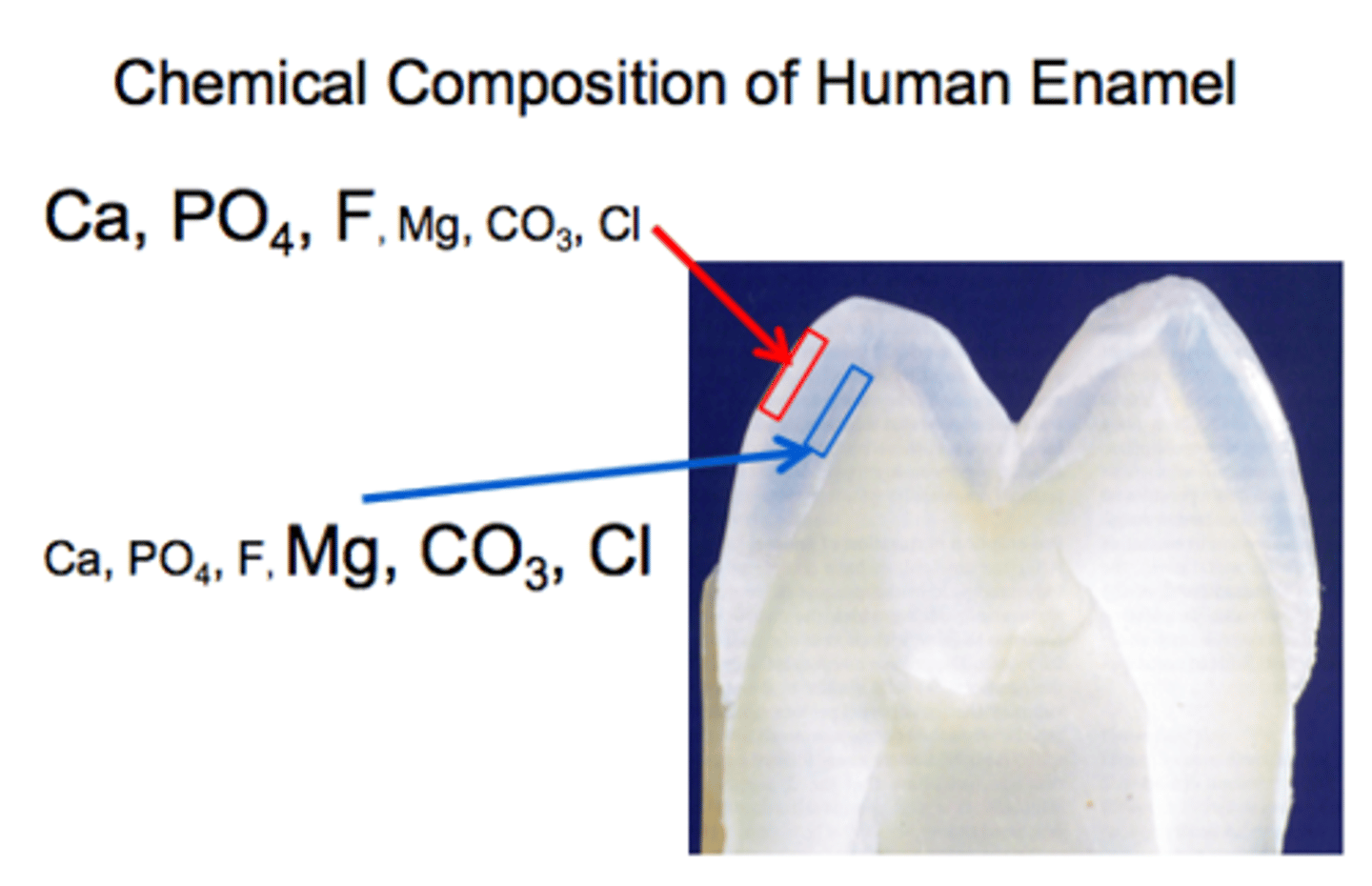 <p>The outer layer, the calcium phosphate fluoride is much HIGHER than the magnesium carbon chloride.</p><p>Close to the DEJ, the calcium phosphate fluoride is LESS THAN magnesium carbon chloride.</p>