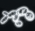 <p><span style="font-family: Georgia, serif;">Similar to phase-contrast, results with light cells on a dark background, excellent for observing motility</span></p>