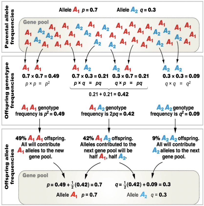 <p>• A change in allele frequencies in a population over time</p><p>• Unifying theory of biology</p><ul><li><p>“Nothing in biology makes sense except in the light of evolution.” - Theodosius Dobzhansky</p></li></ul><p>• p² + 2pq + q² = 1</p>