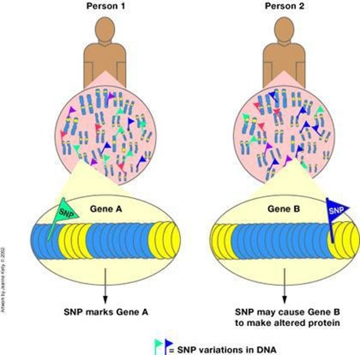 <p>Single base pair polymorphisms that are spread throughout the genome, spaced about 1,000 bases apart, and cataloged in the HapMap database.</p>