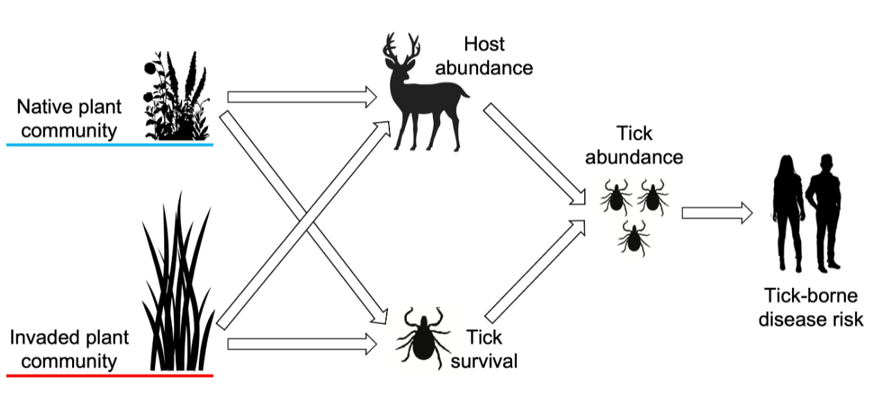 <ul><li><p>invasive plants affecting tick survival and host abundance</p></li><li><p>Hemlock Woolly Adelgid reducing forest diversity</p></li></ul>
