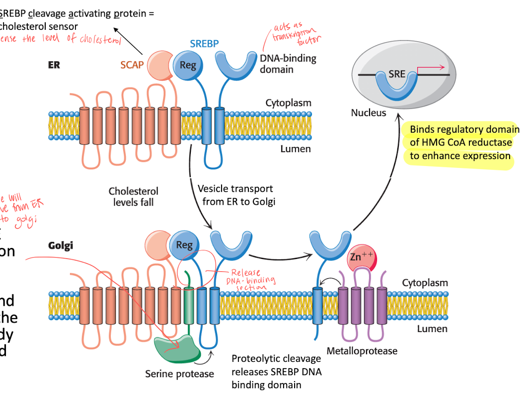 <p>It is a <strong>transcription factor </strong>that senses the level off presented cholesterol. it has a <mark data-color="#fbfcc9" style="background-color: #fbfcc9; color: inherit">DNA-binding domain</mark>. </p><ul><li><p>When [Cholesterol] is low, SREBP will move from ER to Golgi, and the DNA-binding domain wil be cleaved  and will bind to SRE to enhance gene expression. </p></li><li><p>high [Cholesterol] —&gt; cleavage blocked, won’t enter Golgi and no enhencment of expression. </p></li></ul><p></p>