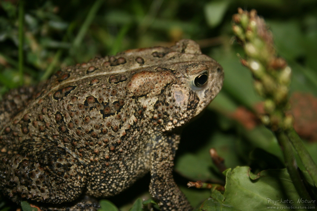 <p>American toad</p>