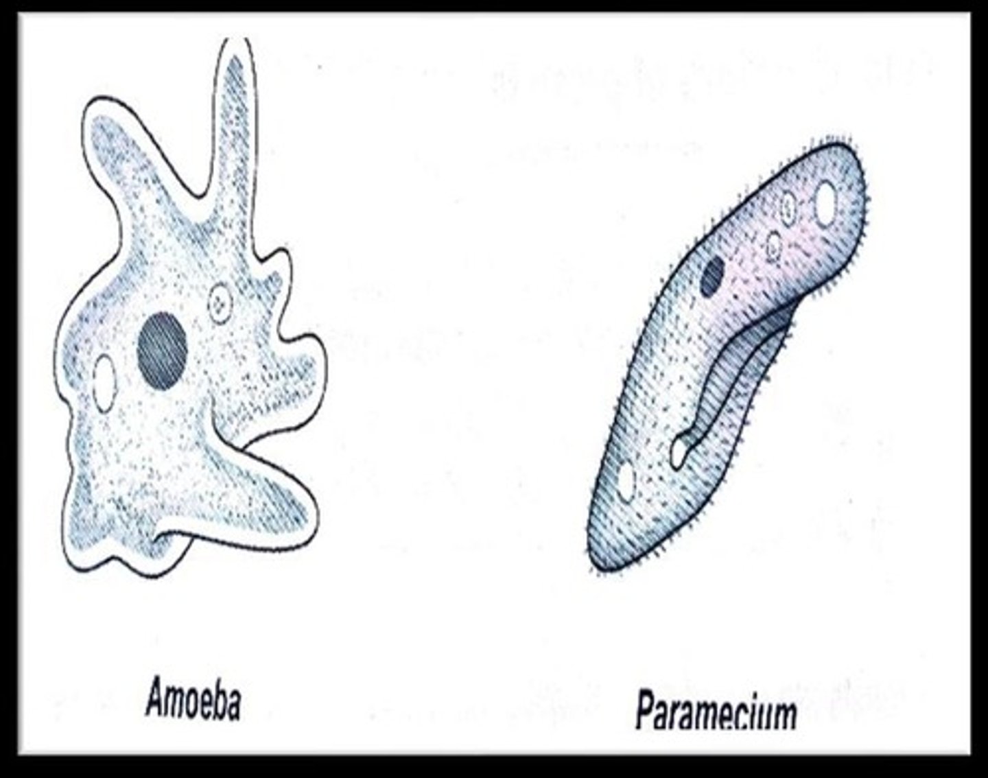 <p>Example of protozoa, uses pseudopodia for movement.</p>