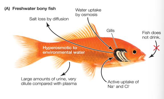 <ul><li><p>Freshwater fish are <u>hyperosmotic</u> to fresh water: water passes in across gills & other membranes by osmosis.</p></li><li><p>Freshwater fish does not drink water!</p></li><li><p>Fish produce large volumes of dilute urine, & actively transport Na+ & Cl- back across the gills into the body: <u>hyperosmotic regulators</u></p></li></ul><p></p>