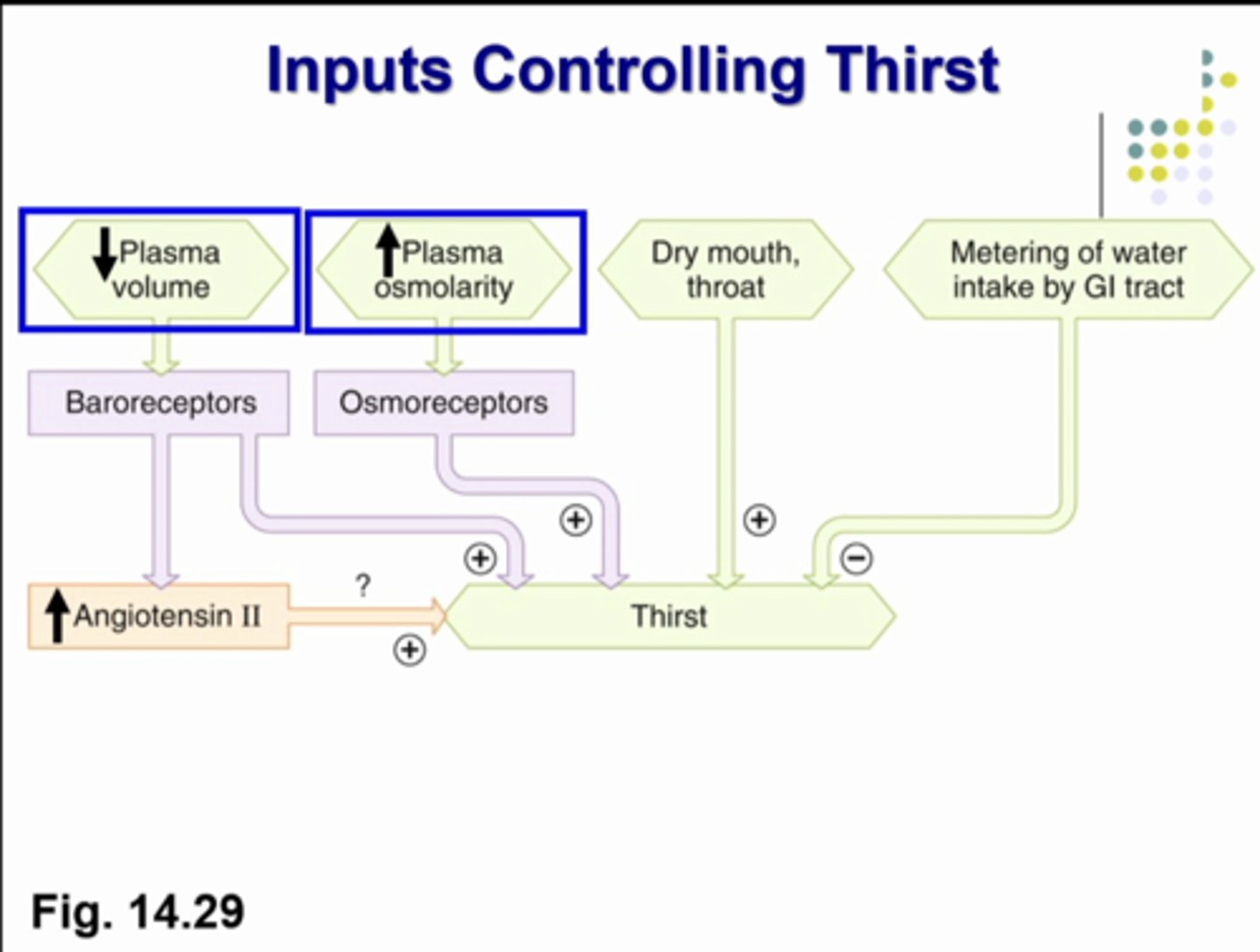 <p>what is this image showing in respect to decrease plasma volume</p>