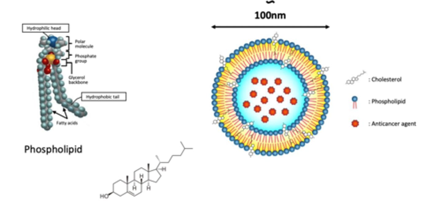 <p>- cholesterol is a molecule used to STABILISE structure of liposomes</p><p>- this is because the bilayer is not stable and can be destroyed in human's circulation and in high salt concentration environment</p><p>- exist in high concentration of up to 2:1 molar ratios of cholesterol to PC (phospholipid chain)</p><p>- hydroxyl group of cholesterol oriented towards the aqueous surface and aliphatic chain aligned parallel to the acyl chains in the centre of the bilayer</p>