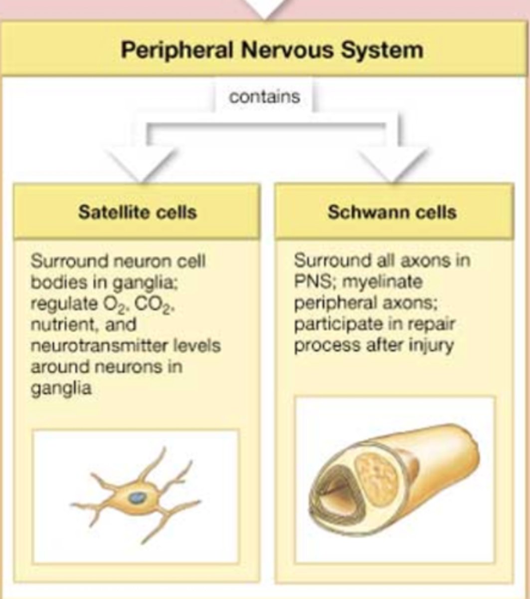 <p>satellite cells and Schwann cells</p>