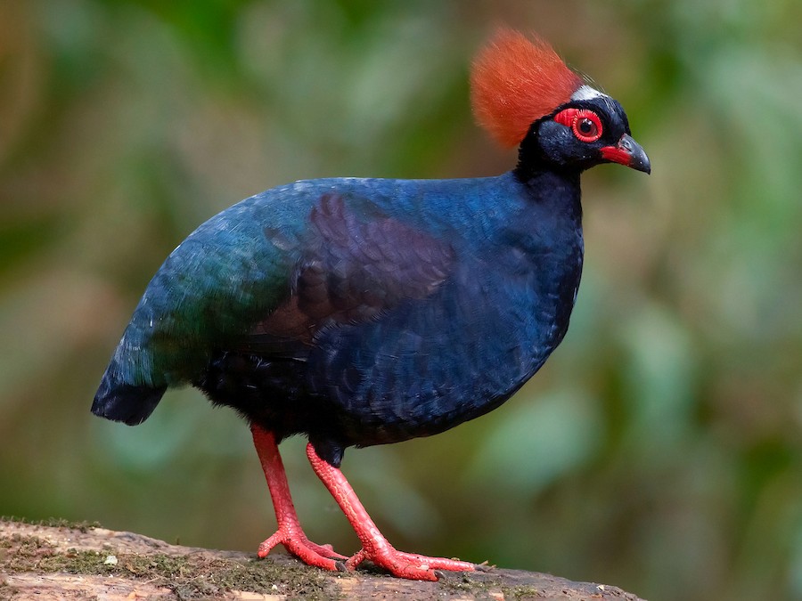 <p>Family: Phasianidae</p><p>Status: NT</p>