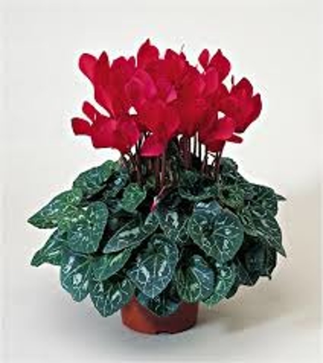 <p>Hardy Cyclamen</p>