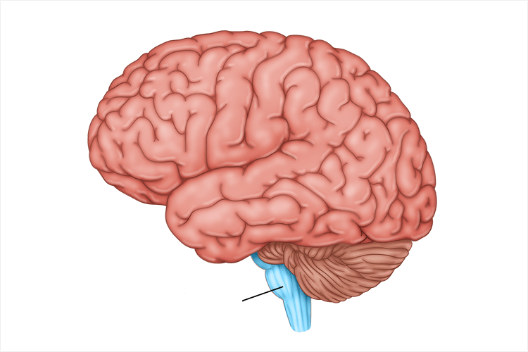 <p>reticular formation, pons, medulla</p>