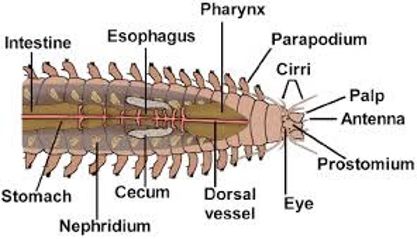 <p>intestine: digests food</p>