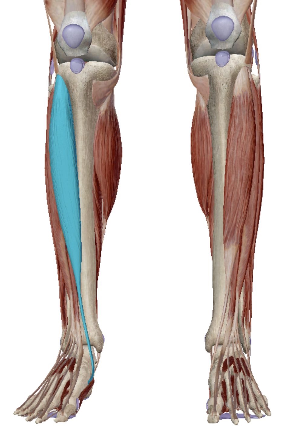 <p>Tibialis Anterior</p>